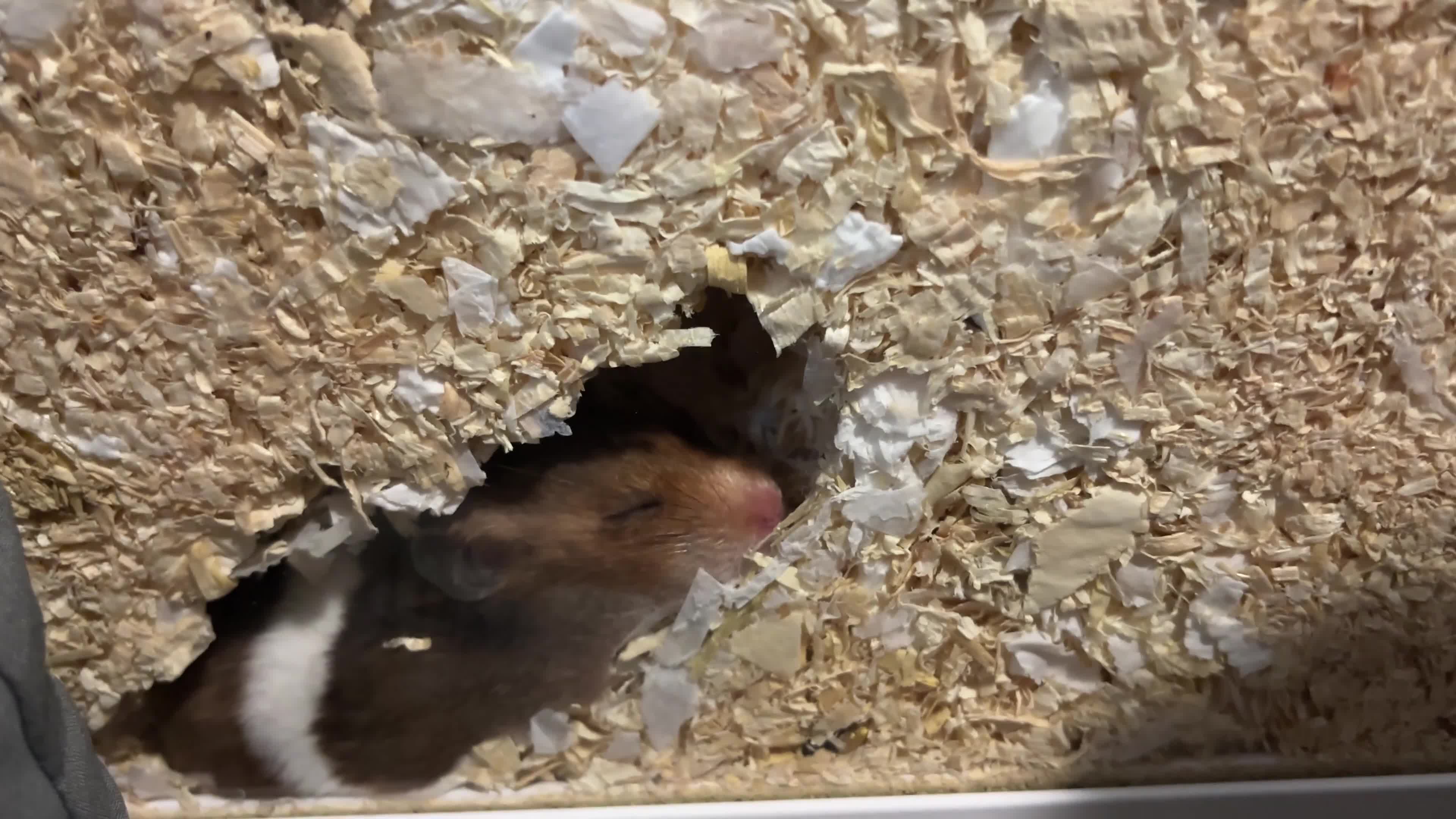 Hamster rodents for sale: Hamster and cage  - Video 1