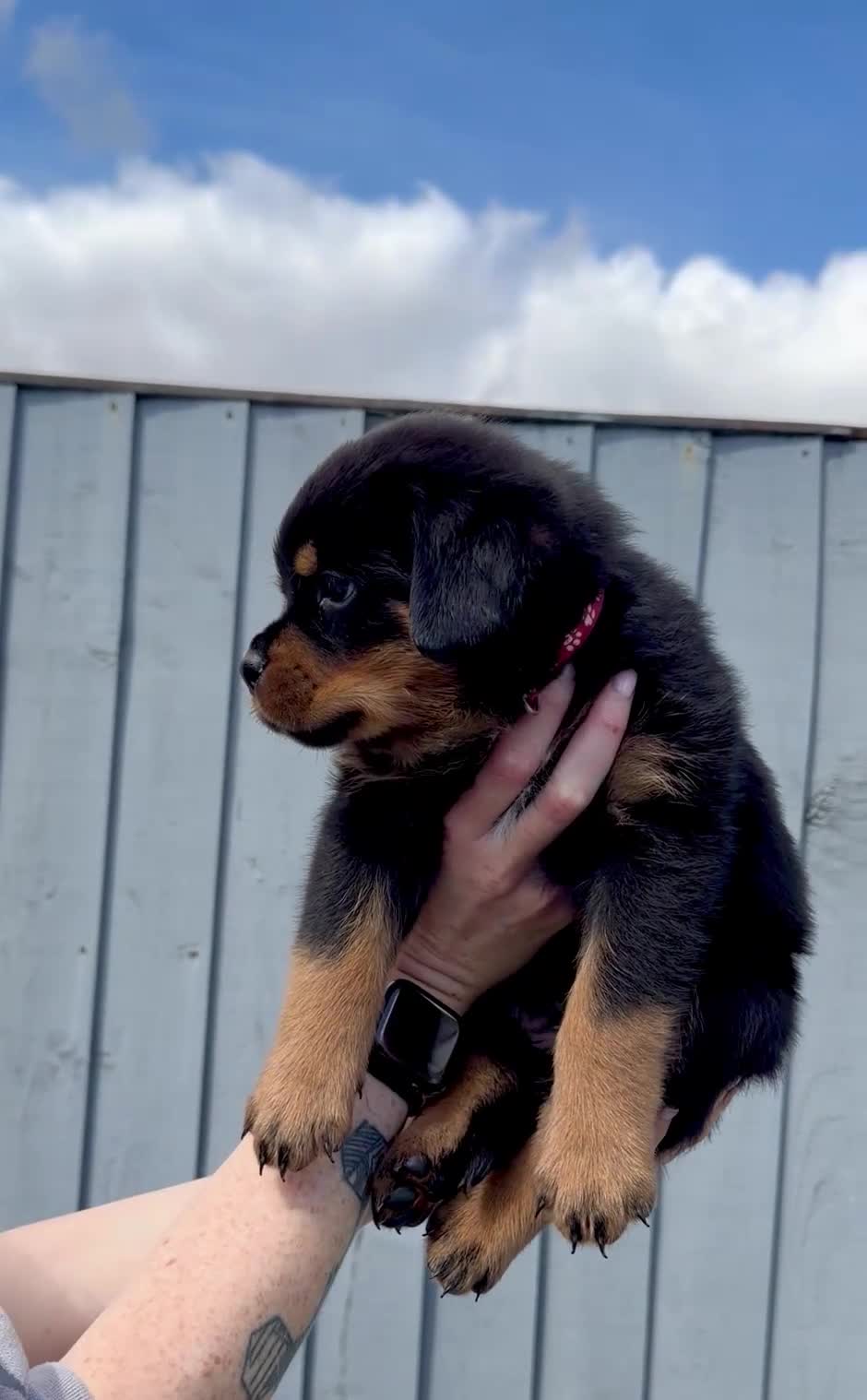 Rottweiler dogs for sale: 5 Exceptional KC Registered Rottweiler Puppies - Video 3