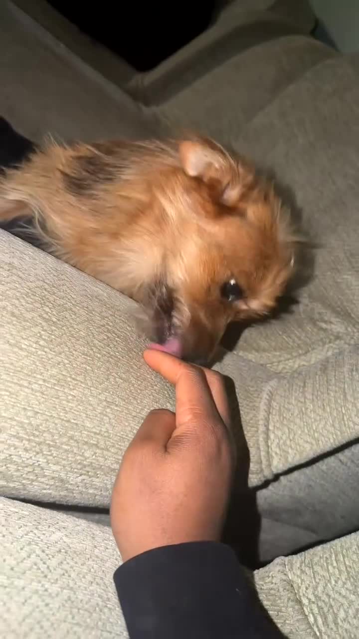 Mixed Breed dogs for sale: yorkie-pom - Video 1