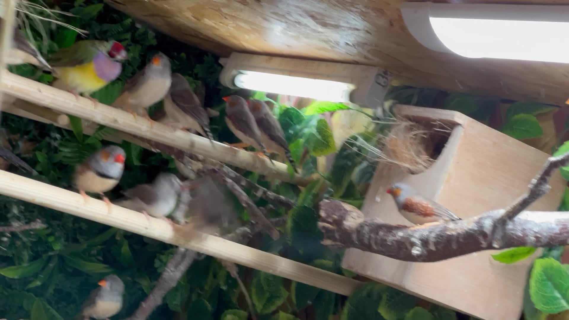 Finches birds for sale: Gouldian Finches / Timor zebra finches  - Video 1