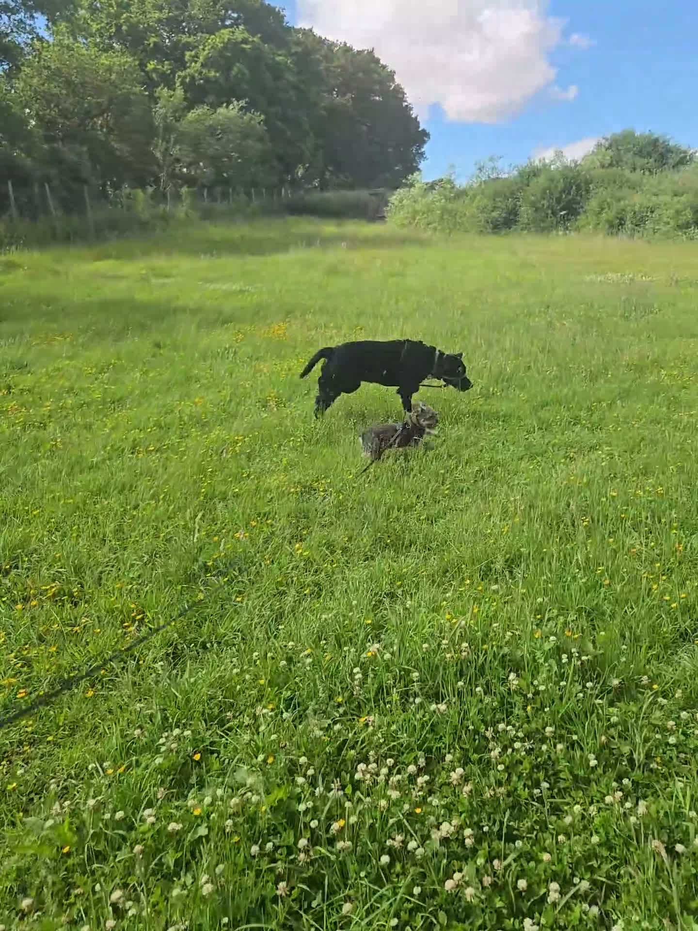 Mixed Breed dogs for sale: Looking for a loving home - 2 year old bullador - Video 2