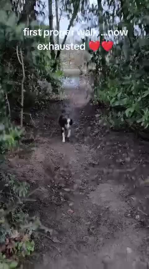 Mixed Breed dogs for adoption: URGENT CONFIDENT FOSTER💙MAX💙 Let Down But Hoping - Video 1