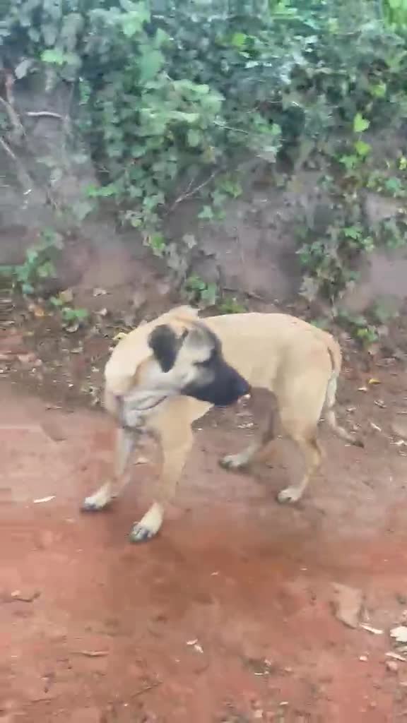 Mixed Breed dogs for sale: Bullherder..Malinois/dutch shepherd Puppy - Video 1