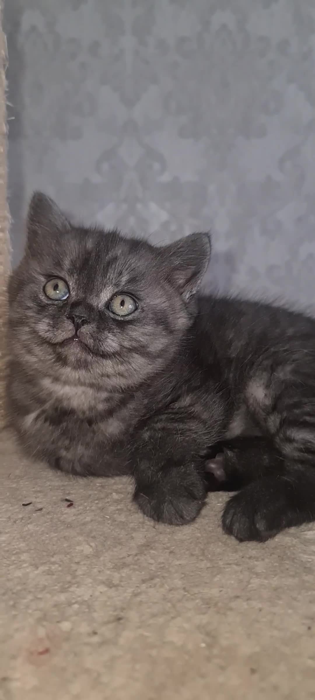 Scottish Fold cats for sale: TICA registered females 😸😽🐱 - Video 1