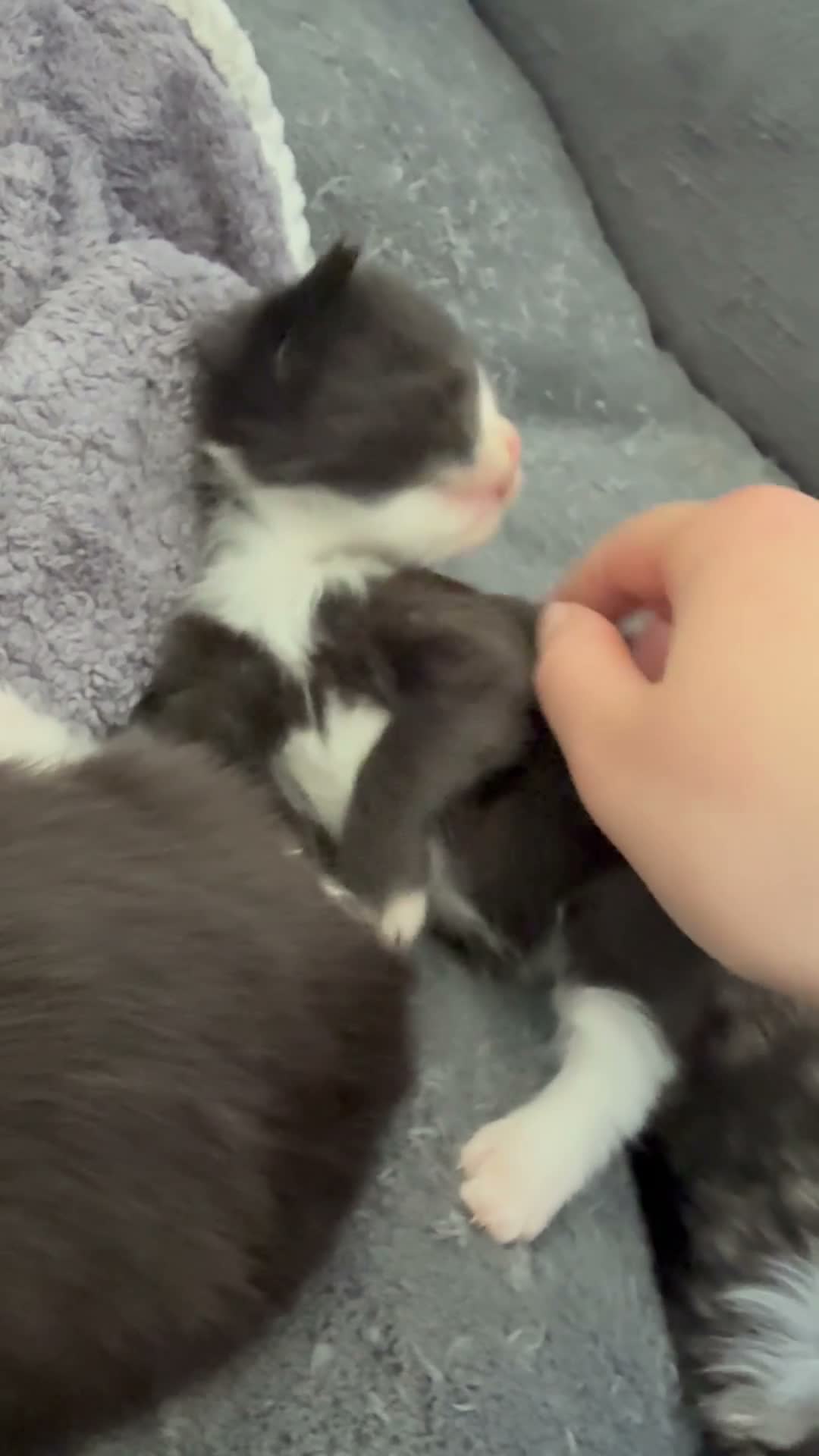 British Longhair cats for sale: 5 adorable kittens  - Video 2