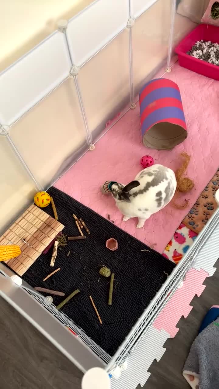 English Spot rabbits for sale: Female rabbit for sale  - Video 1