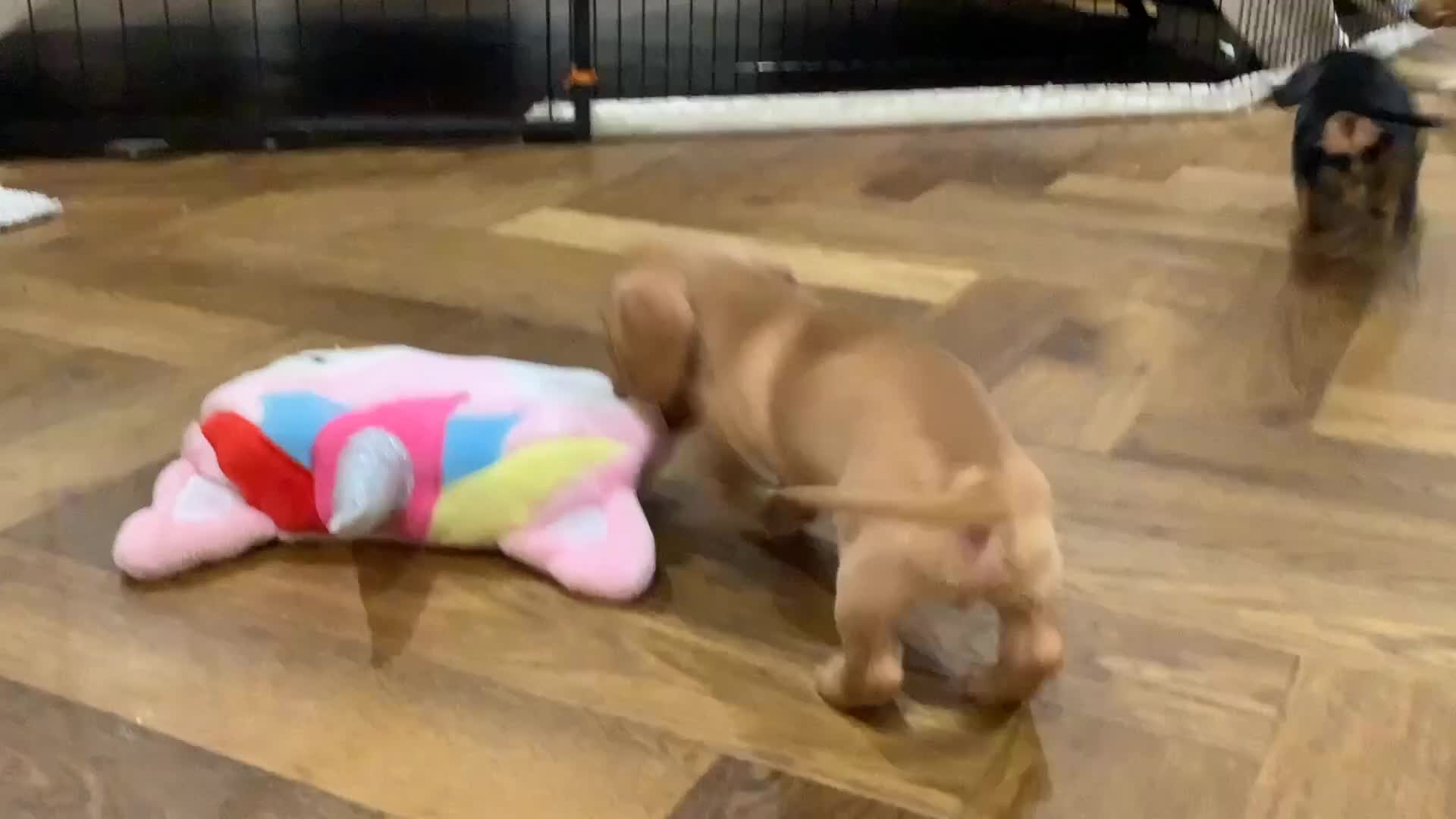 Miniature Dachshund dogs for sale: Miniature dachshund pups.KC REG& Council Licensed  - Video 4