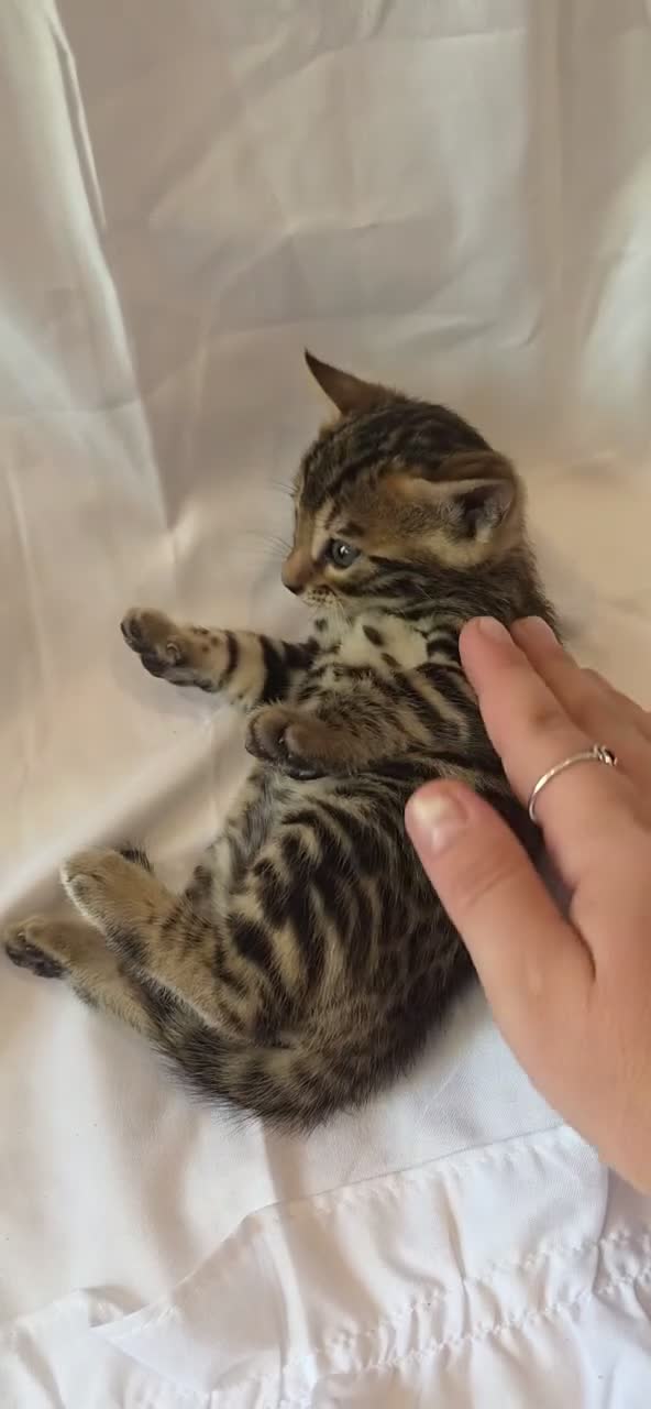 Bengal cats for sale: Stunning Bengal Kittens – Reservations Now Open🐆 - Video 3