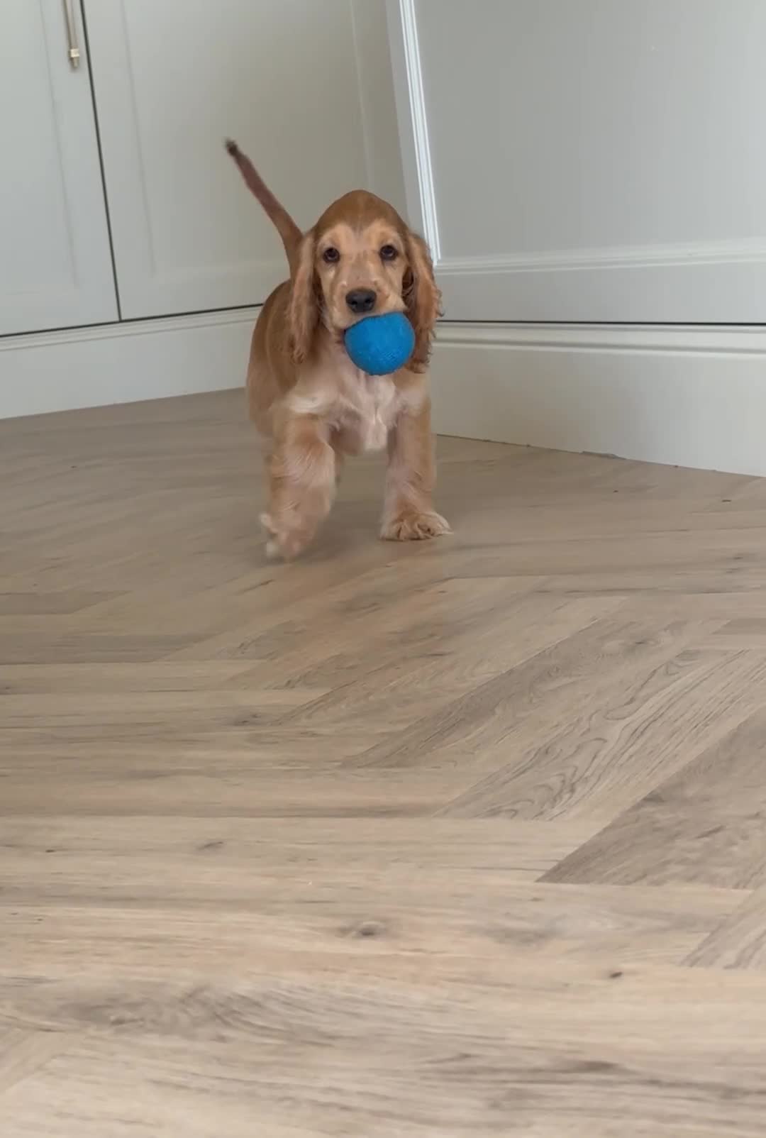 Cocker Spaniel dogs for sale: Cocker spaniel puppy 12 weeks  in Livingston - Video 2