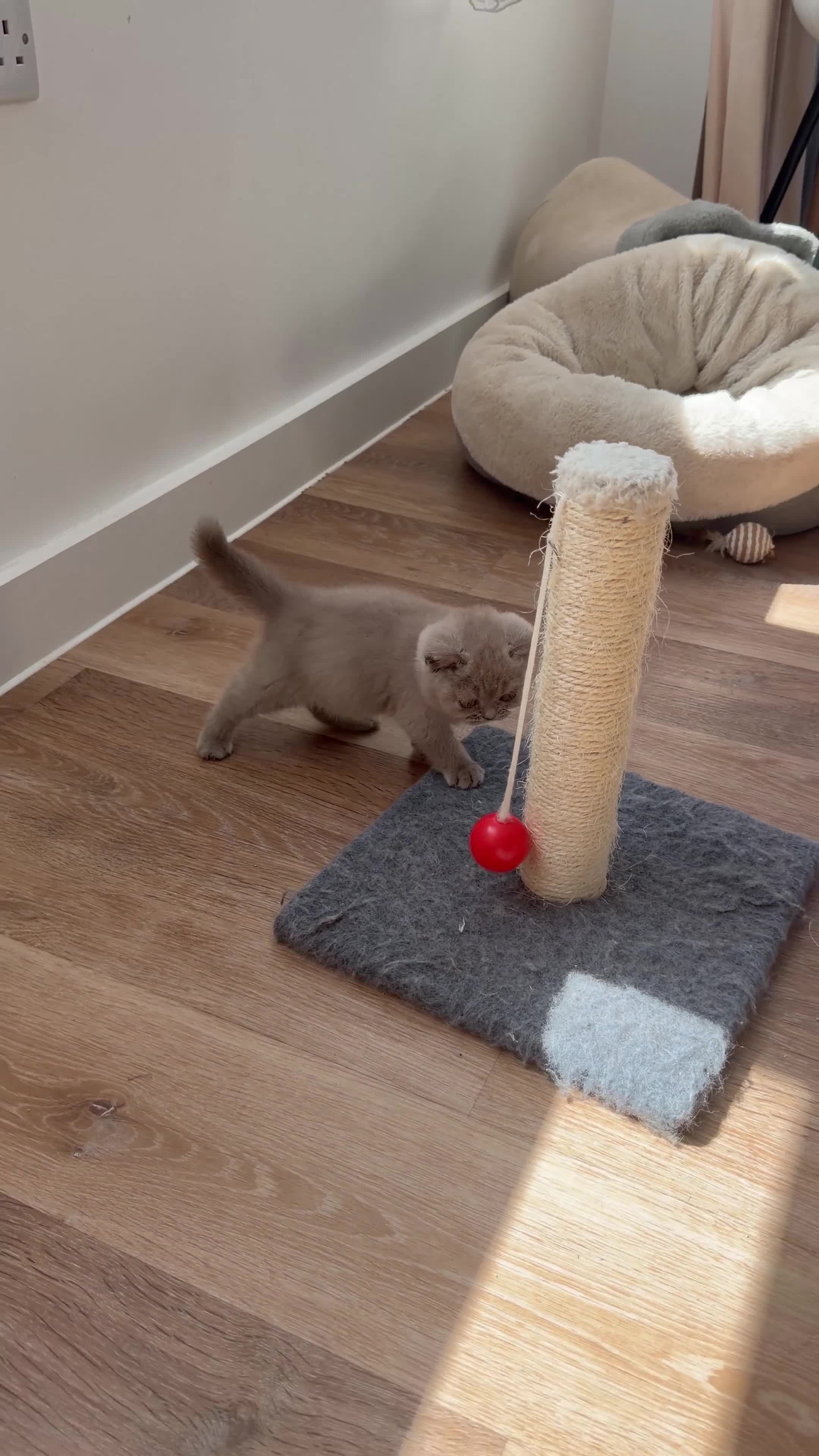 British Shorthair cats for sale: Luxury British Shorthair Kittens–Beautiful Lilac🤍 - Video 2