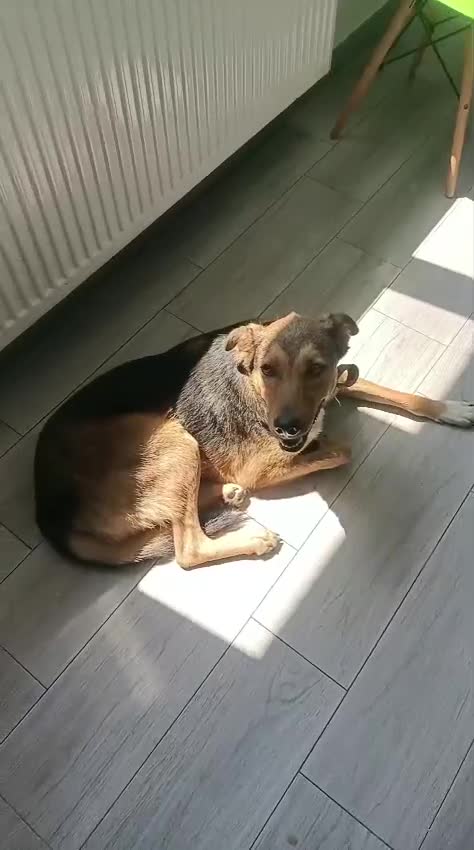 Mixed Breed dogs for adoption: LOLITA, a Superb young Girl - for a Loving HOME - Video 1