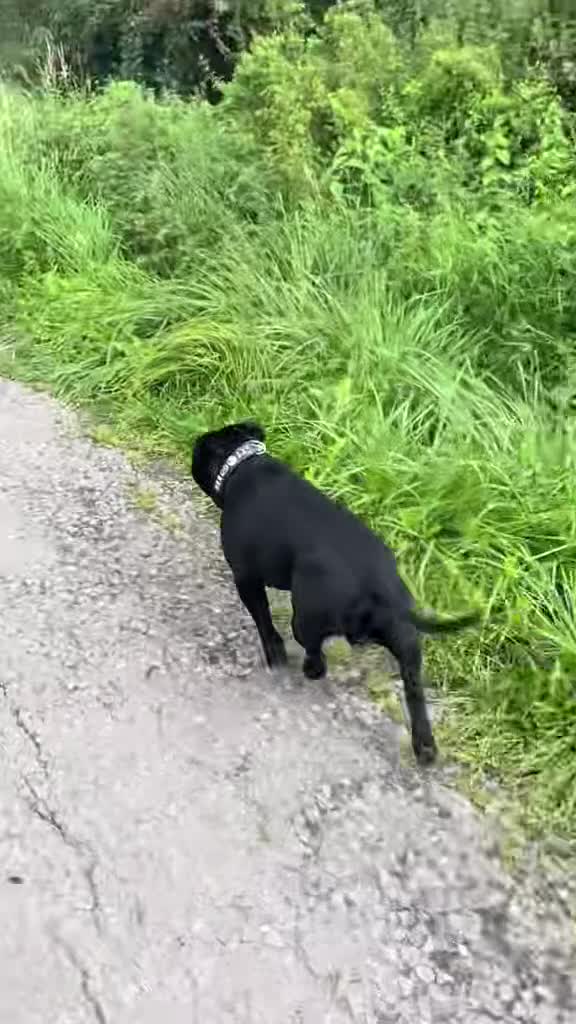 Staffordshire Bull Terrier dogs for stud: Phenomenal fertility- New Stud dog 2025 - Video 3