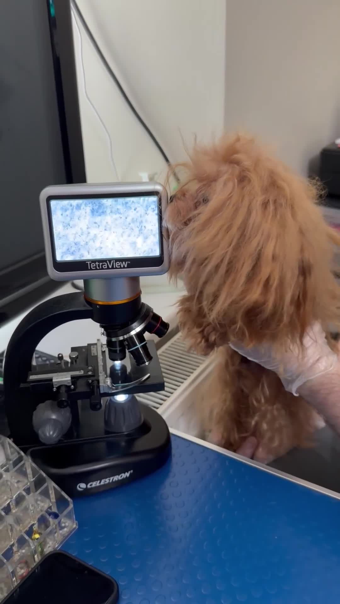 Miniature Poodle dogs for stud: 💎Elite imported Asian teddy bear Poodle Stud 💎 - Video 2