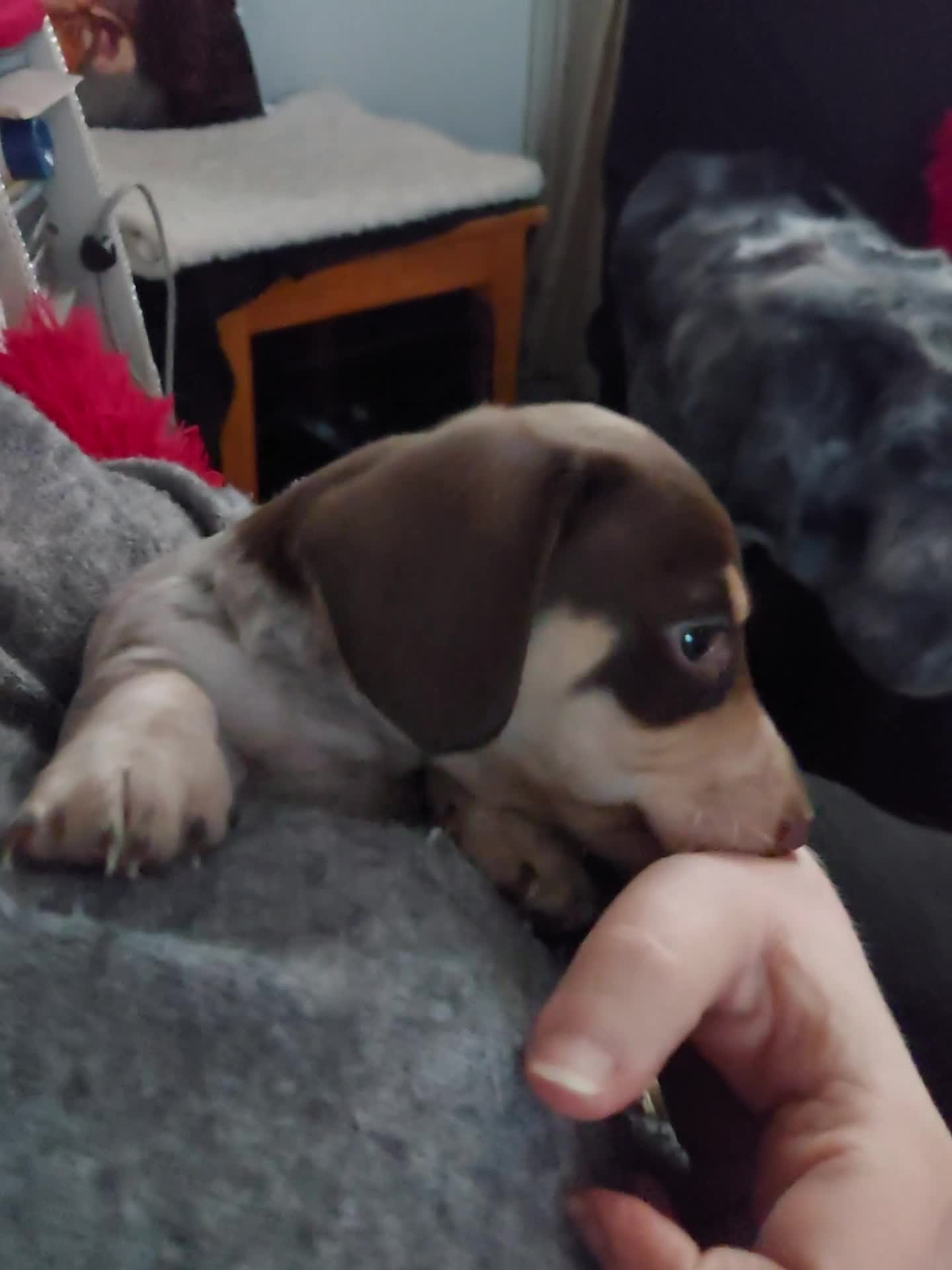 Miniature Dachshund dogs for sale: Miniature Dachshund Puppies - Video 1