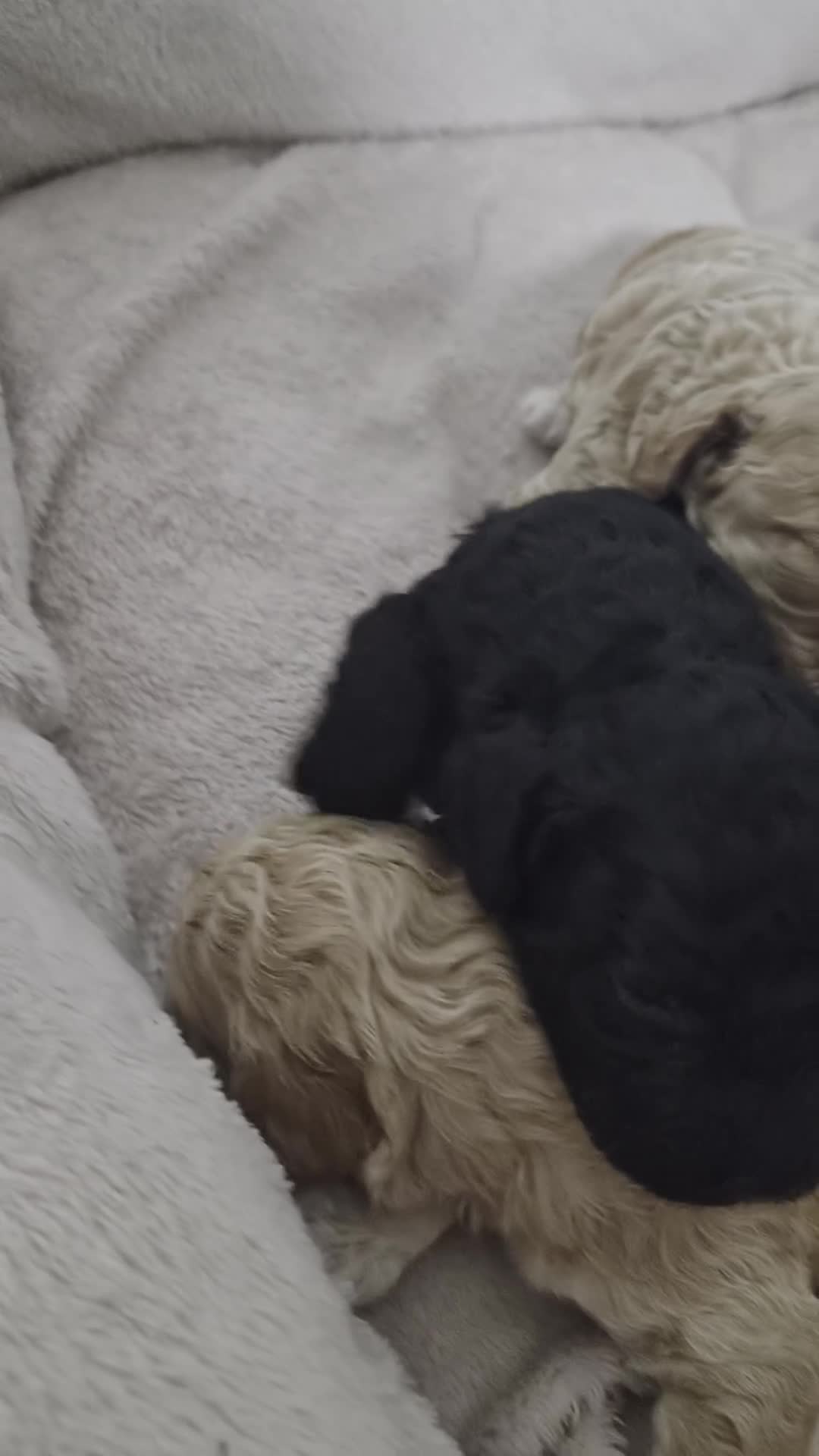 Cockapoo dogs for sale: 2 boy cockapoos left - Video 4