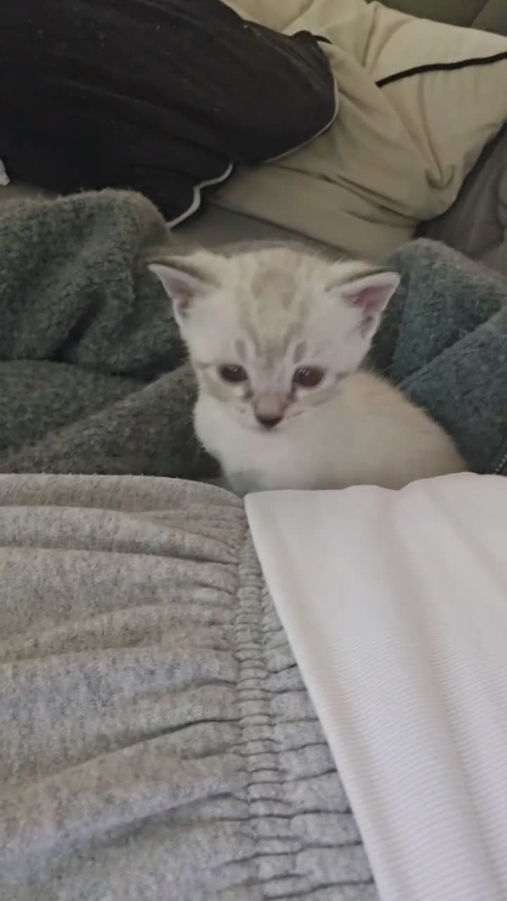 Mixed Breed cats for sale: Bengal cross kitten in Aylesbury - Video 2