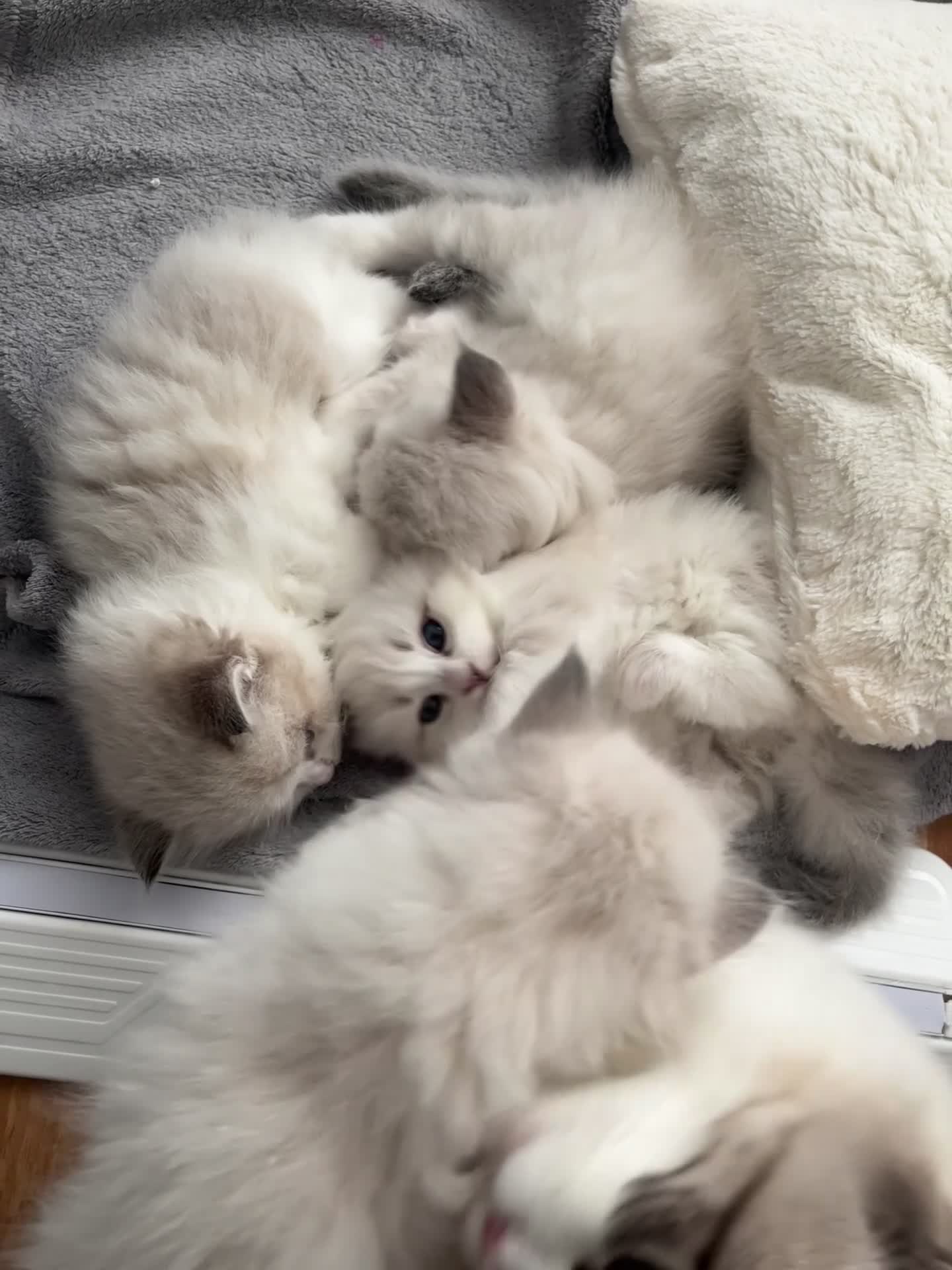 Siberian cats for sale: Neva Masquerade Siberian  - Video 1