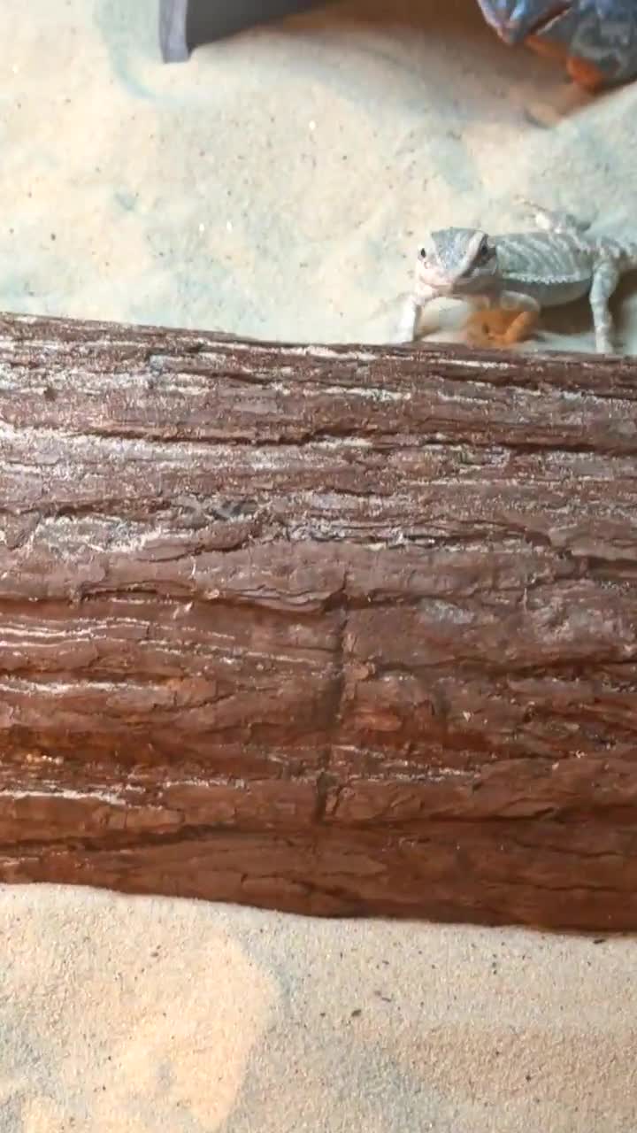 Bearded Dragon reptiles for sale: Bearded dragon + set up for rehoming 🩵 - Video 1