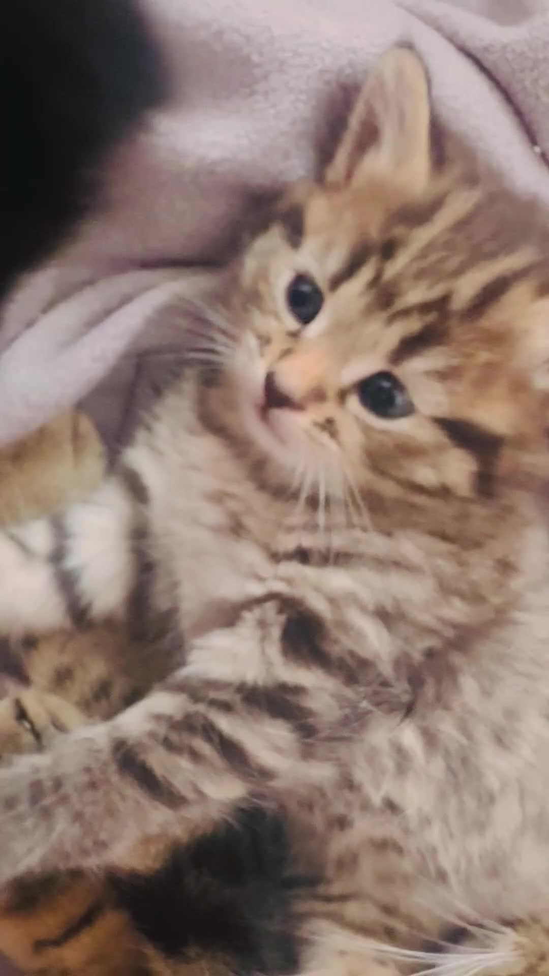 Mixed Breed cats for sale: 3 tabby mixed kittens for sale - Video 1