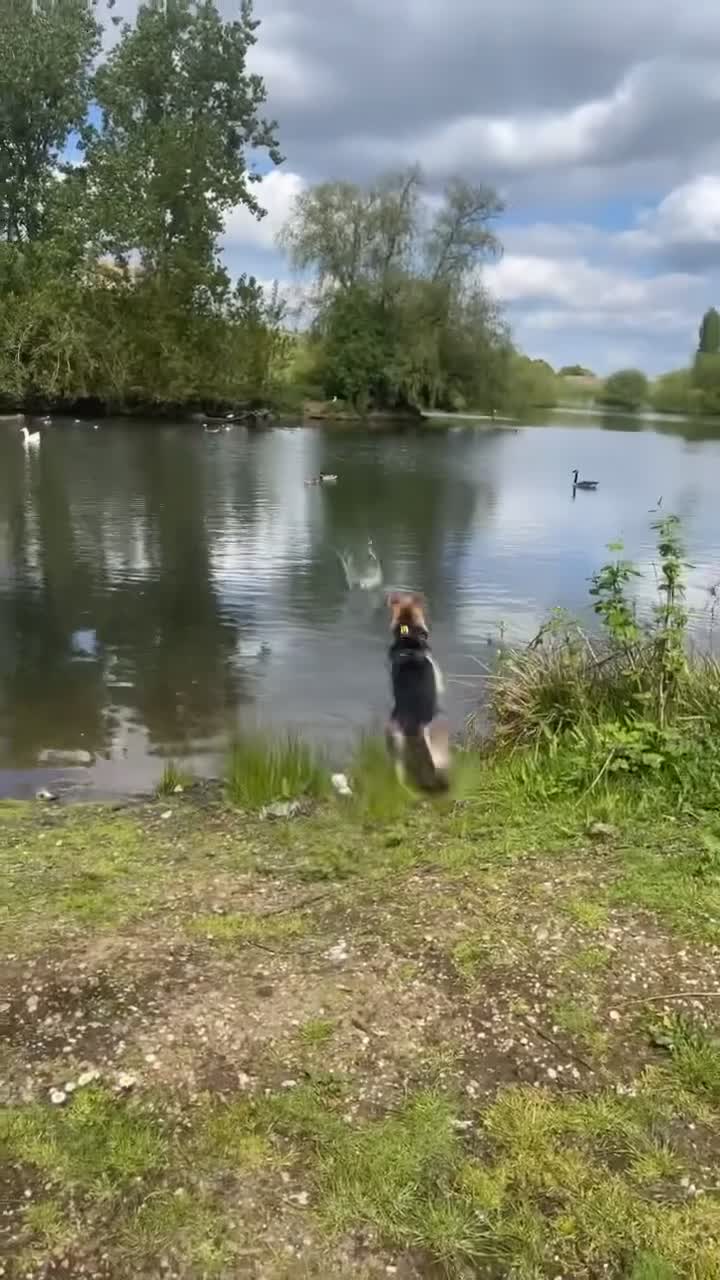 German Shepherd dogs for stud: Purebred German Shepherd for Stud - Video 2