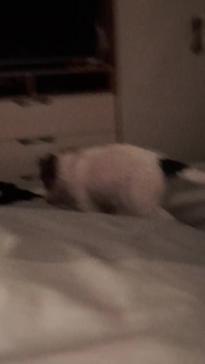 Jack Russell dogs for sale: 12 week old jack Russel - Video 3