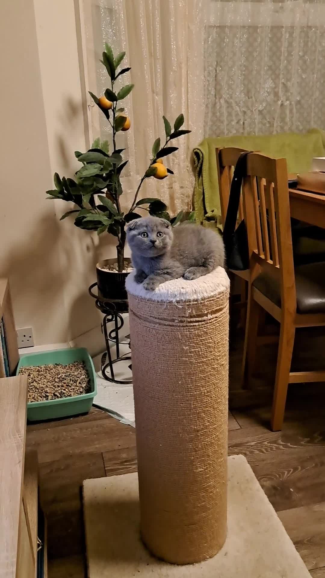 British Shorthair cats for sale: ONE KITTEN FOLD EARS IS AVAILABLE  - Video 2