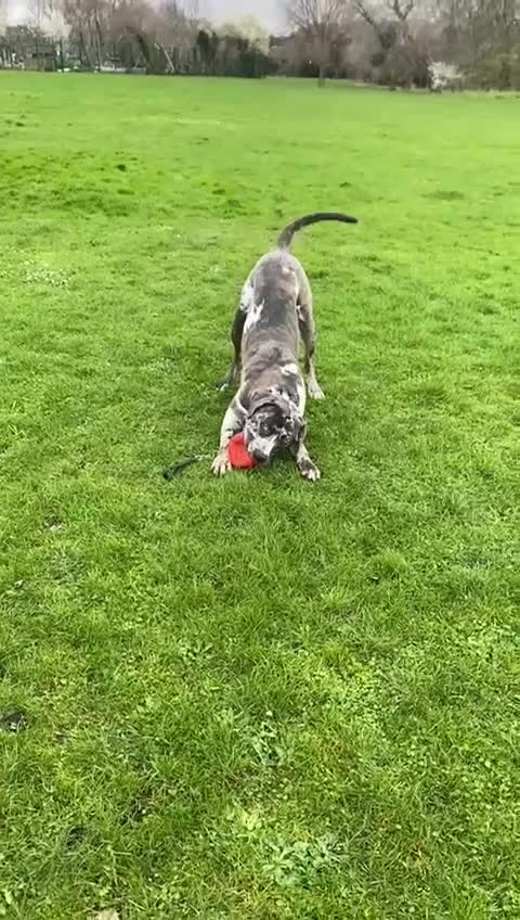 Mixed Breed dogs for adoption: Blue (Cane Corso mix) - Video 1