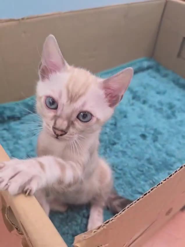 Bengal cats for sale: Snow Bengal Boy Ready For New Home - Video 1
