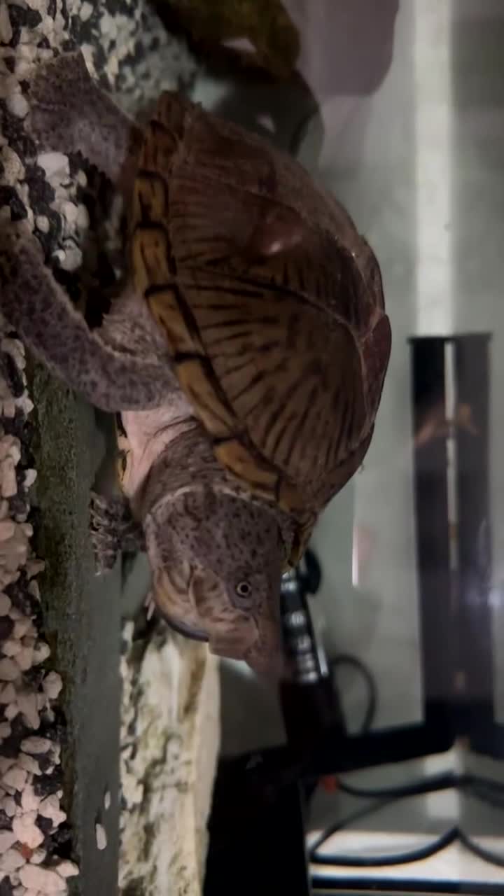 Turtle reptiles for sale: Mud turtle - Video 1