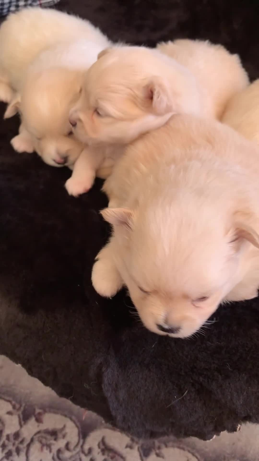 Pomeranian dogs for sale: Pure Pomeranian Puppies - Video 2