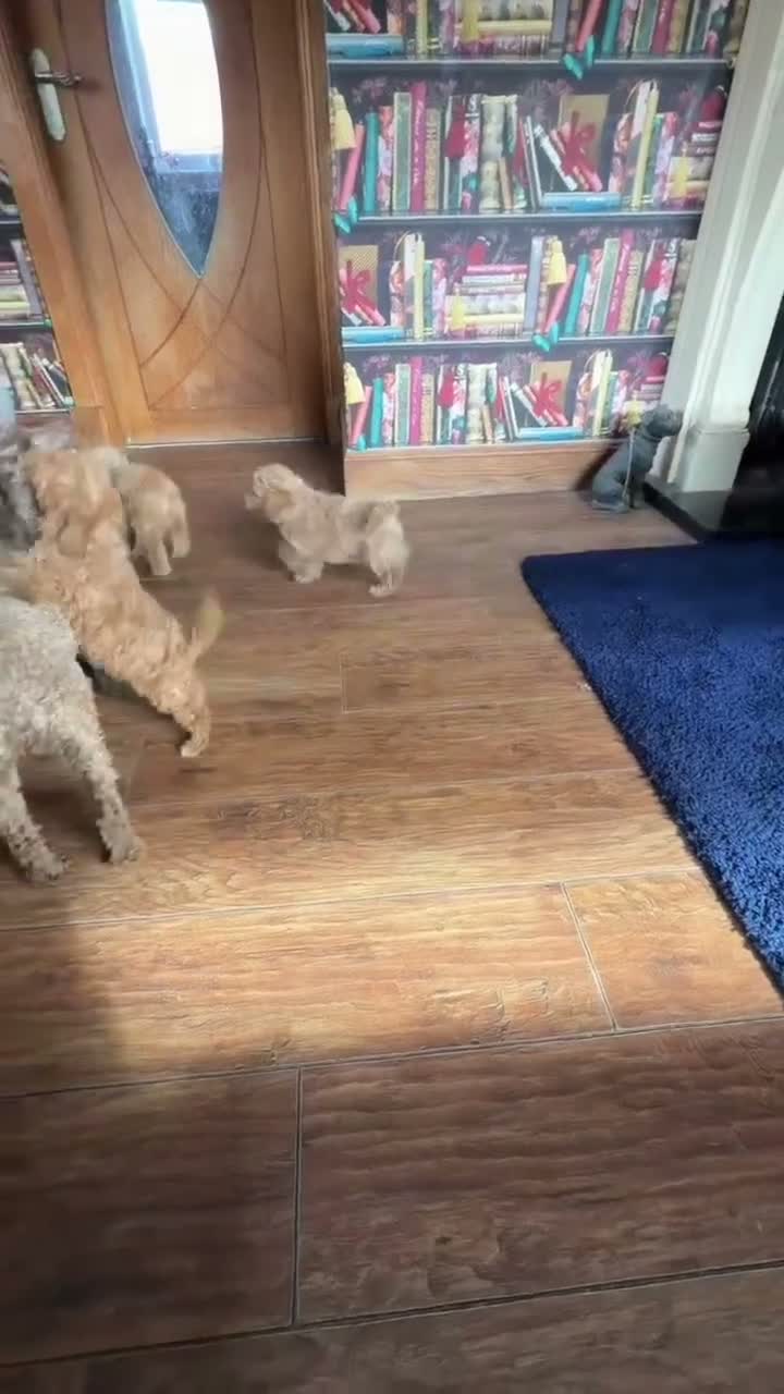 Mixed Breed dogs for sale: Adorable Toy/Minature poodles in Clackmannan - Video 1