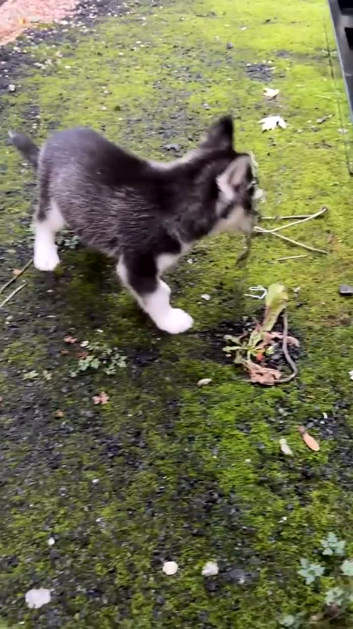Siberian Husky dogs for sale: Siberian husky male 8 weeks old - Video 1