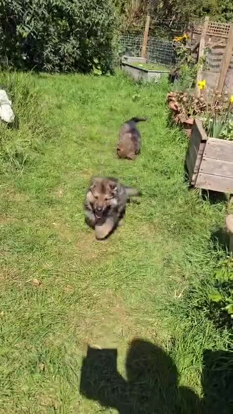 German Shepherd dogs for sale: German Shepherd Puppies Homebred Ready To View Now - Video 2