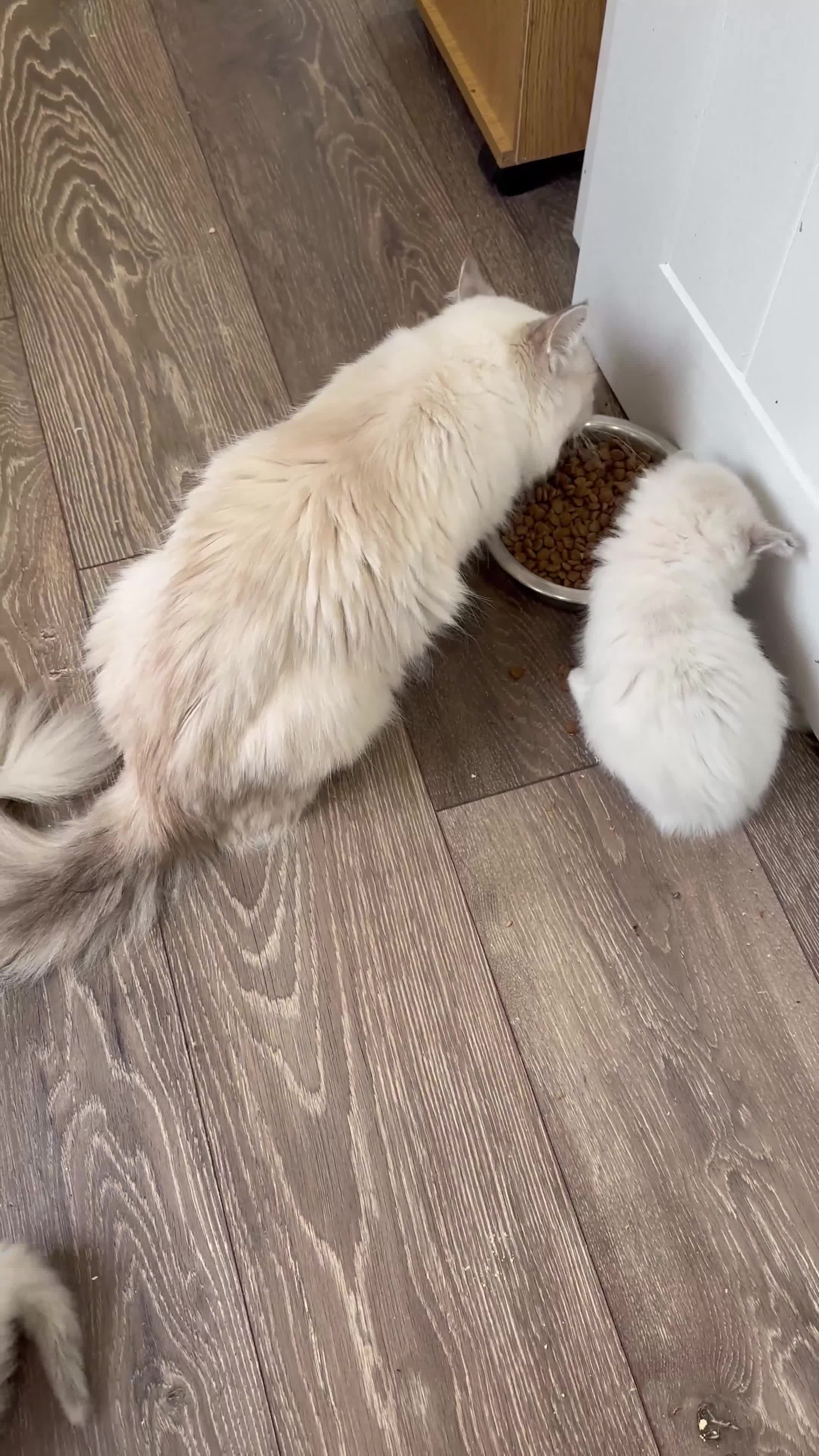 Ragdoll cats for sale: Last boy Stunning crazy playful pure Ragdoll - Video 5