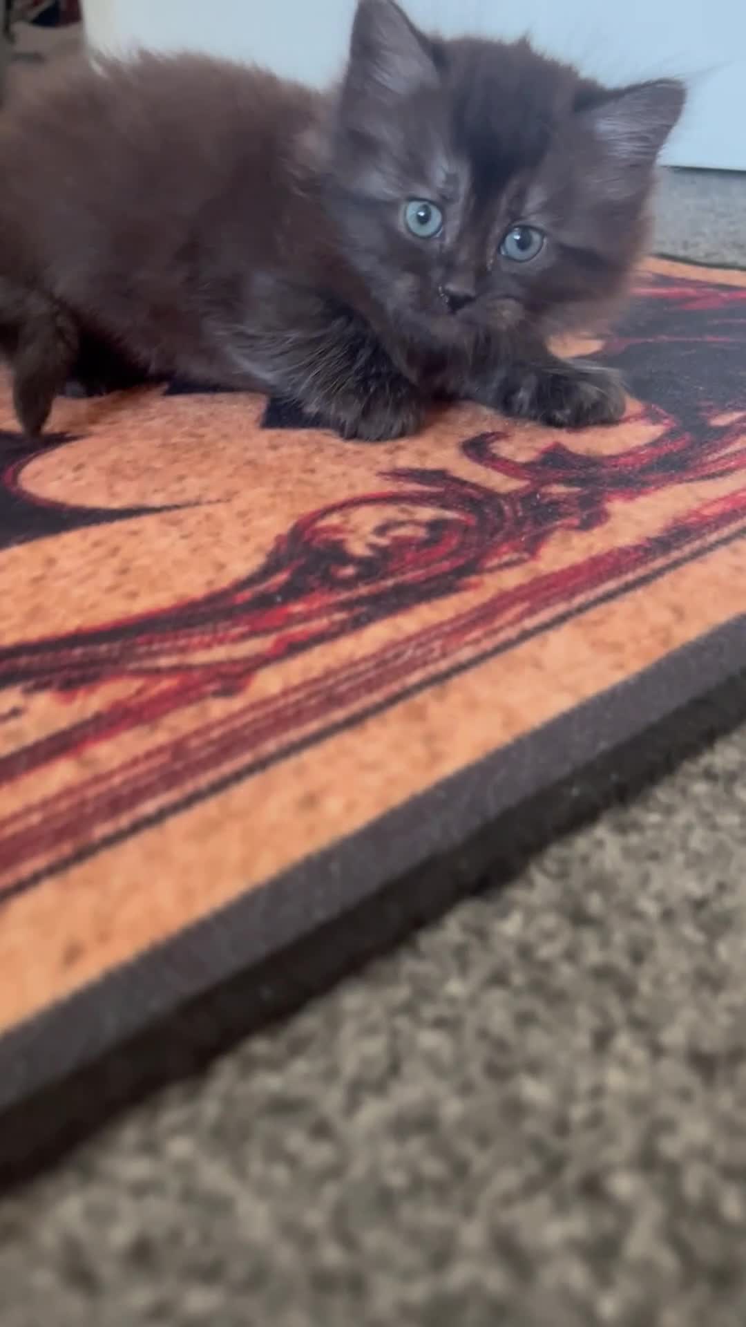 Mixed Breed cats for sale: Fluffy kittens super friendly  - Video 2