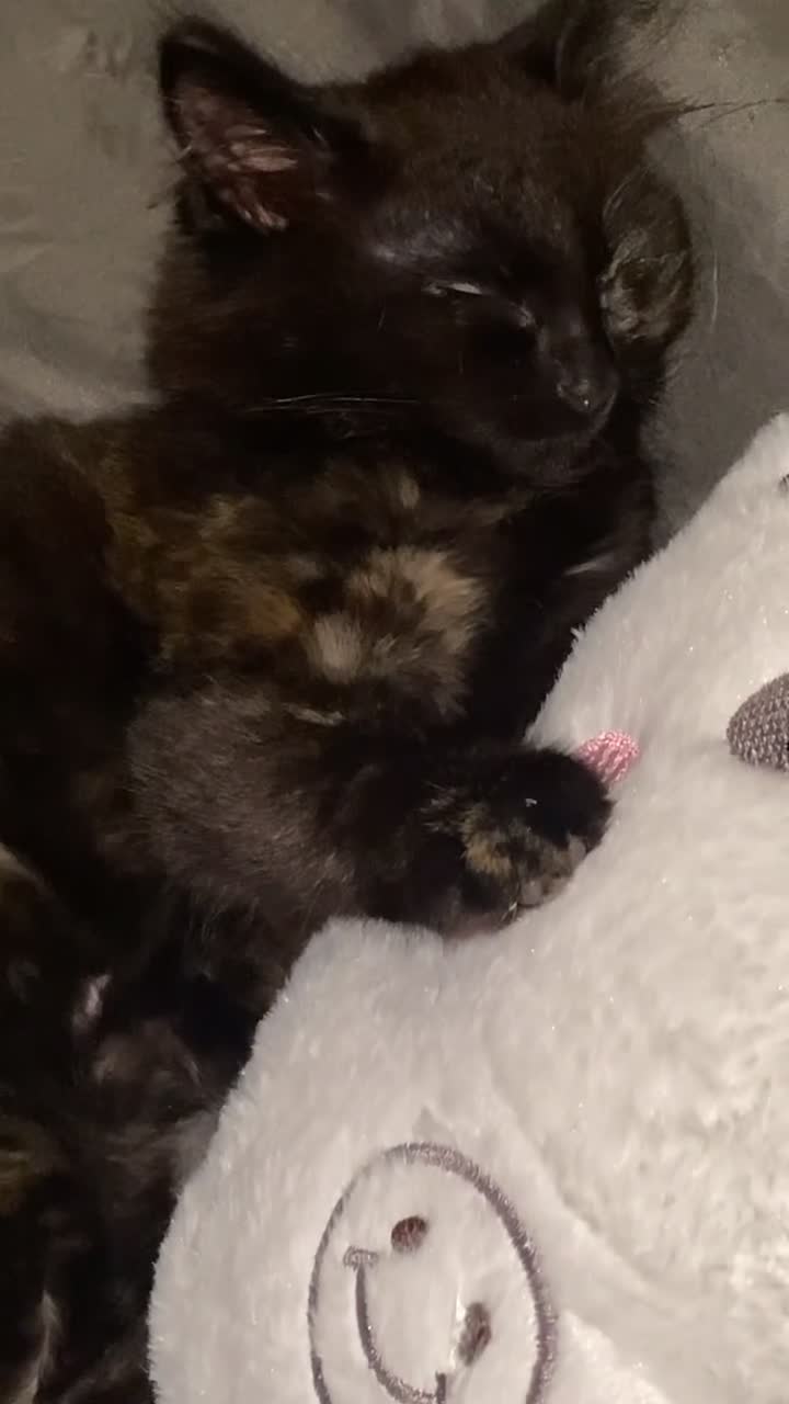 Mixed Breed cats for sale: Gorgeous long hair boy kitten  - Video 1