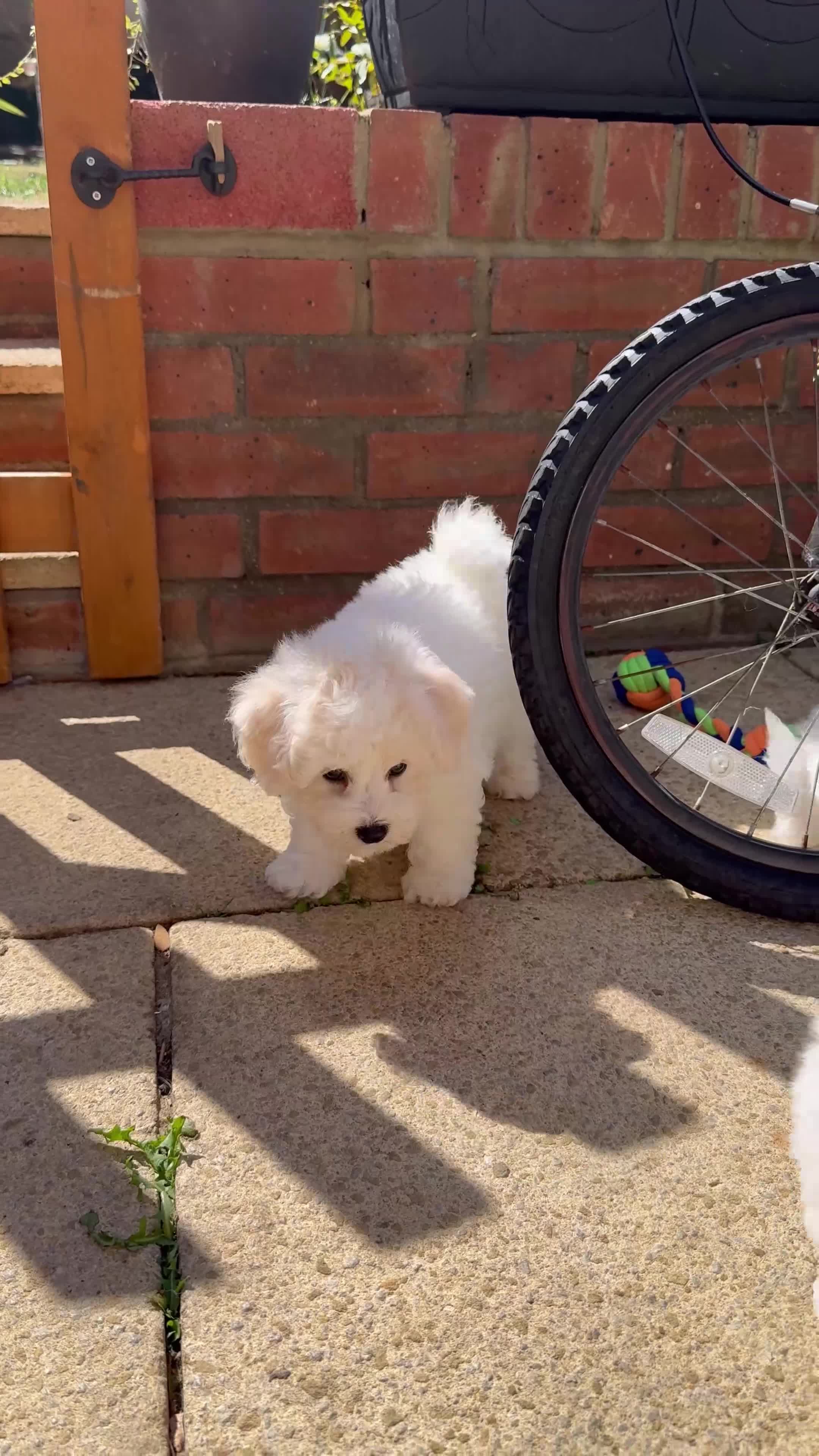 Bichon Frise dogs for sale: ☁️ Little Clouds Looking for Their Forever Home ☁️ - Video 1