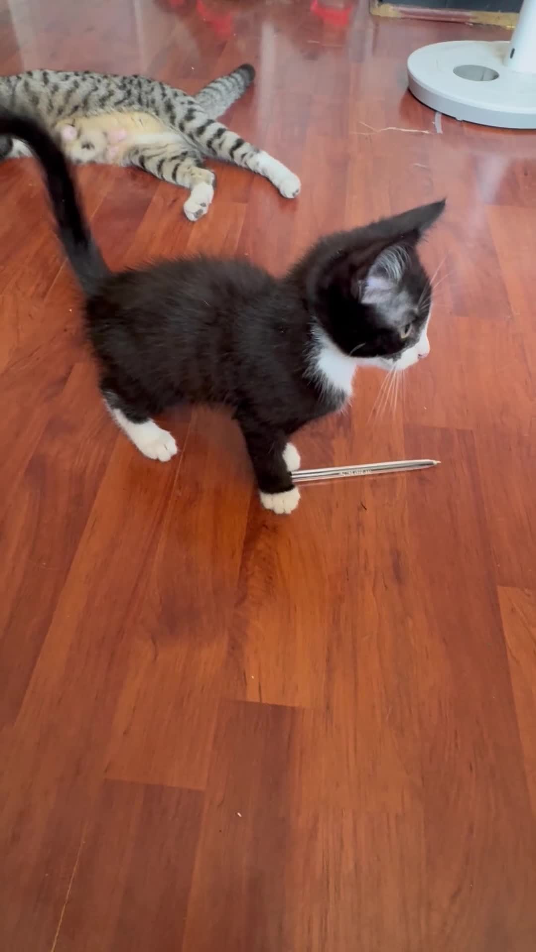 Mixed Breed cats for sale: Last kitten ready to go  - Video 1