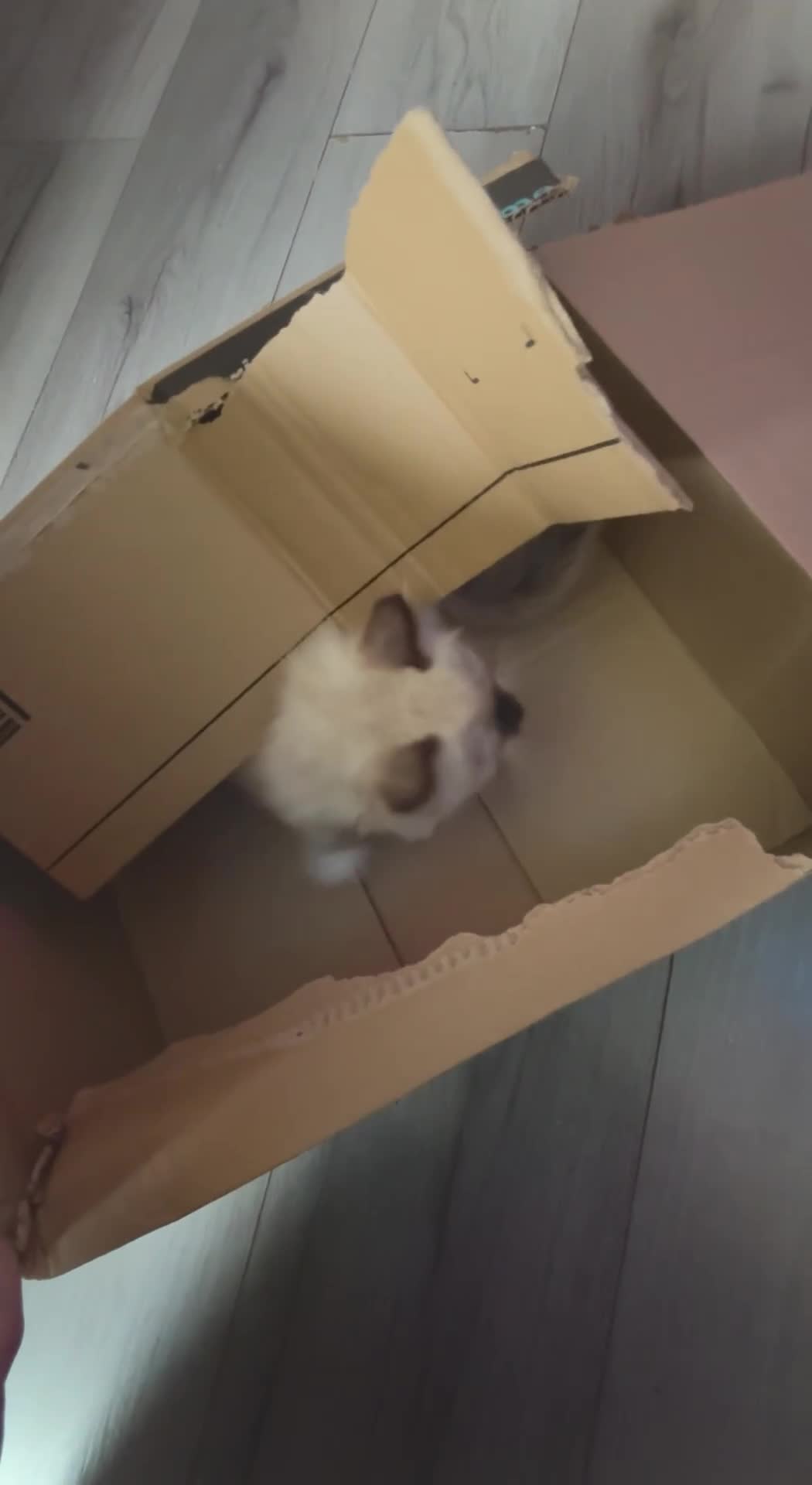 Ragdoll cats for sale: Pure Ragdoll kittens - 2 females, one male  in Saint Austell - Video 2