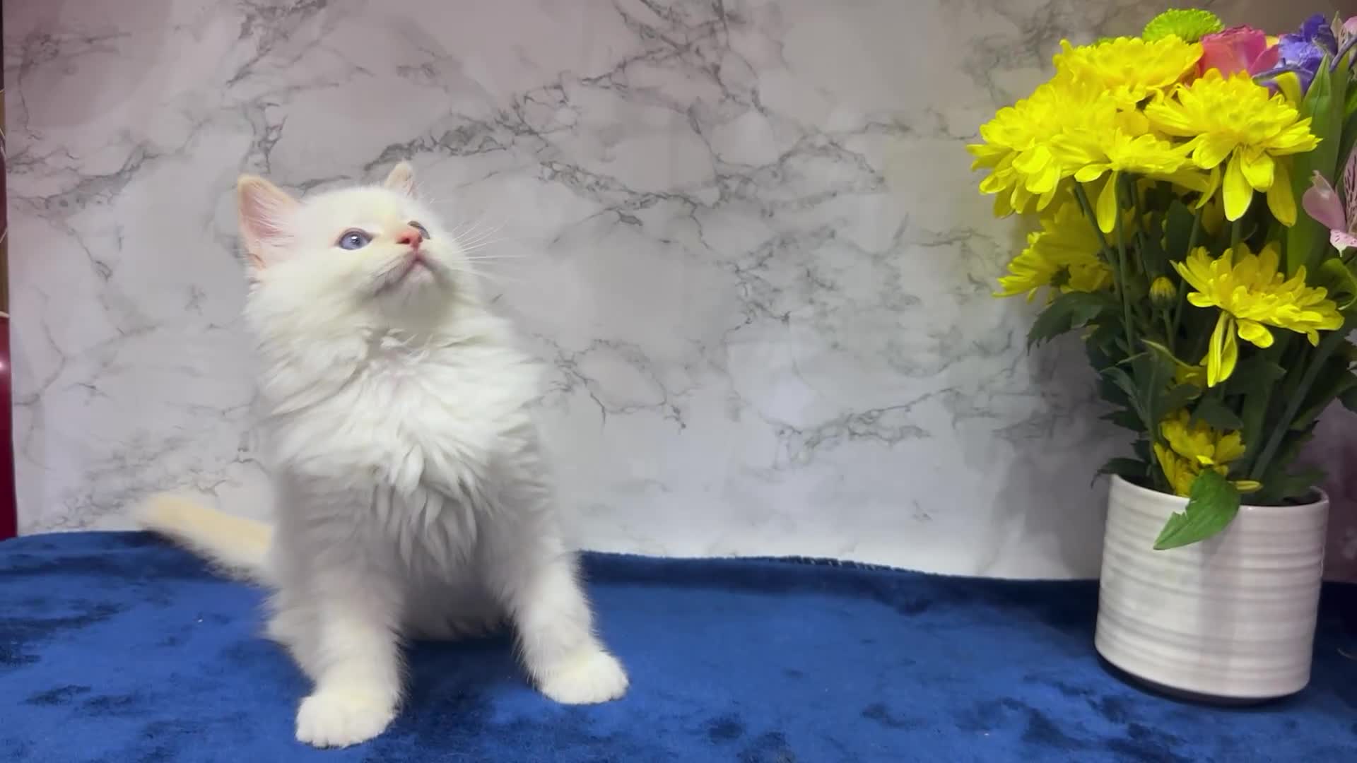 Ragdoll cats for sale: TICA Registered Magnificent Ragdoll kittens  - Video 1