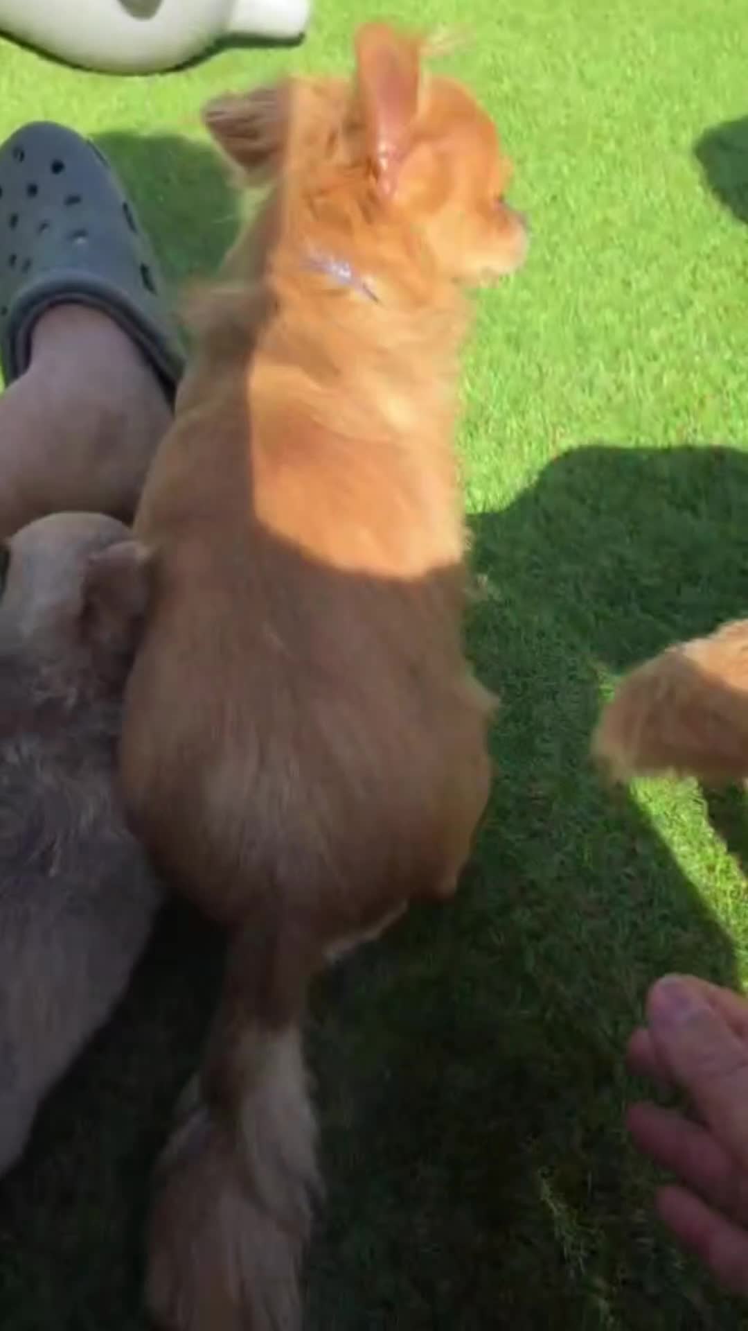 Chihuahua dogs for sale: 4 beauitful chihuahua puppies - Video 1