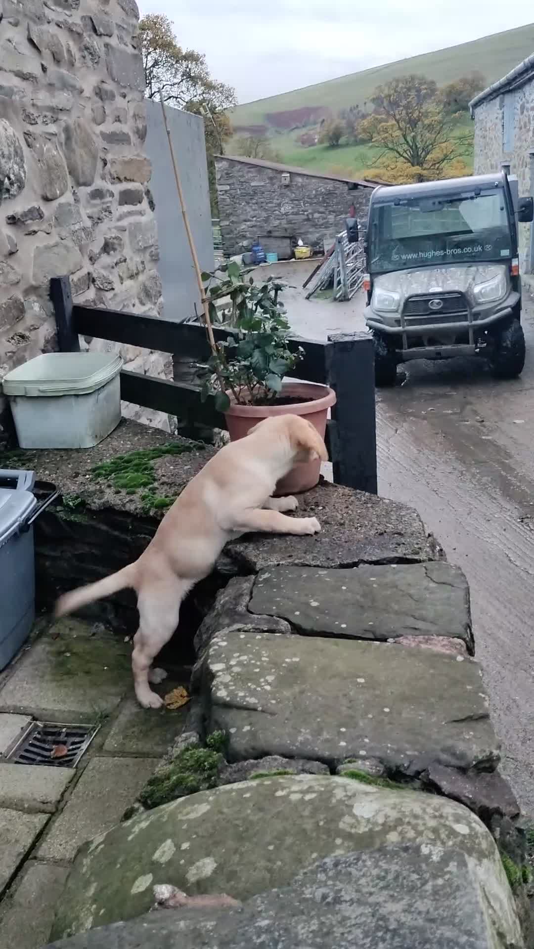 Labrador Retriever dogs for sale: Labrador pups for sale  - Video 1