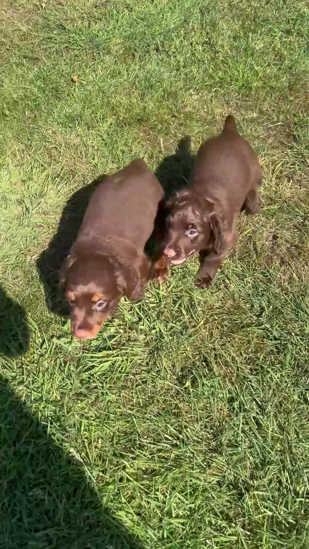 Cocker Spaniel dogs for sale: READY- KC Reg Working Cocker Spaniel male pups - Video 1