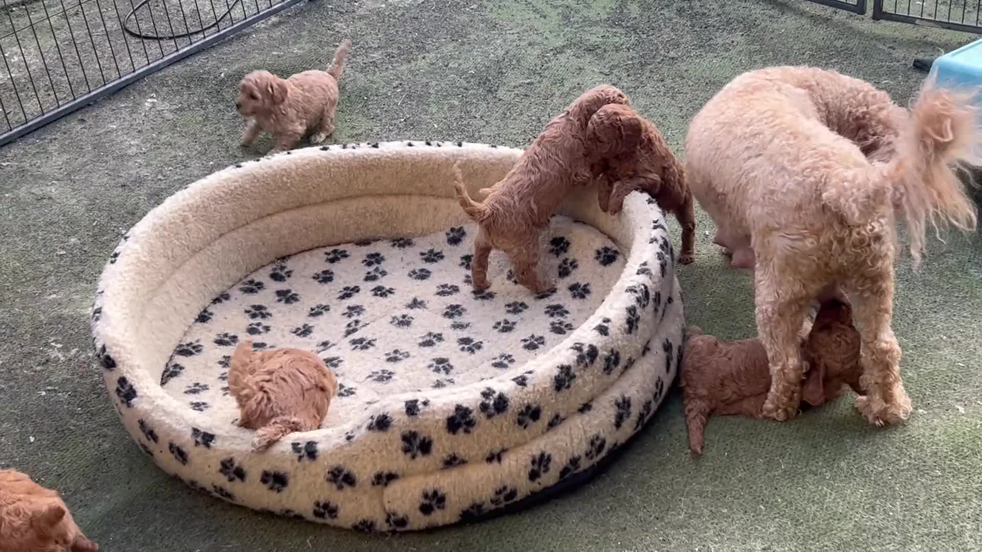 Labradoodle dogs for sale: Miniature labradoodle hypoallergenic  - Video 1