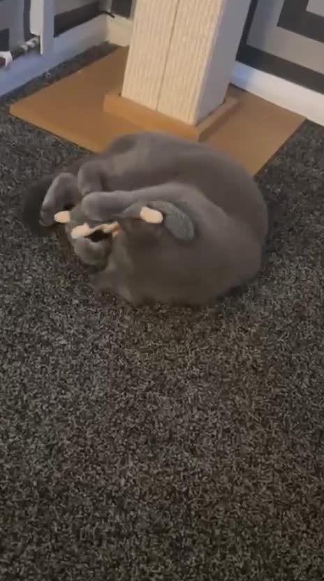 British Shorthair cats for sale: Female british shorthair  - Video 1