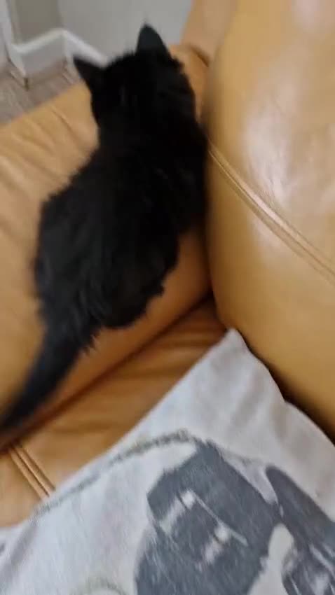 Mixed Breed cats for sale: Last boy. Possible delivery - Video 1