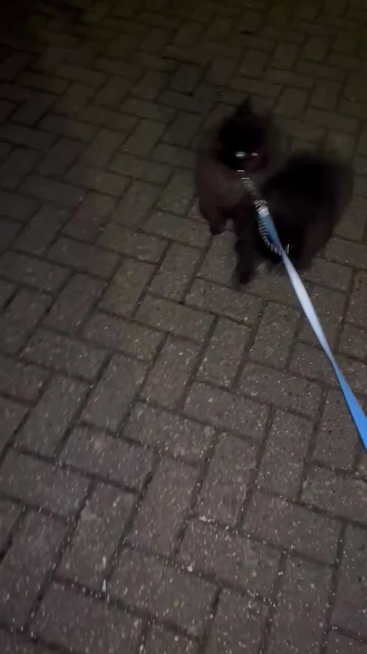 Pomeranian dogs for sale: Pomeranian - Video 4