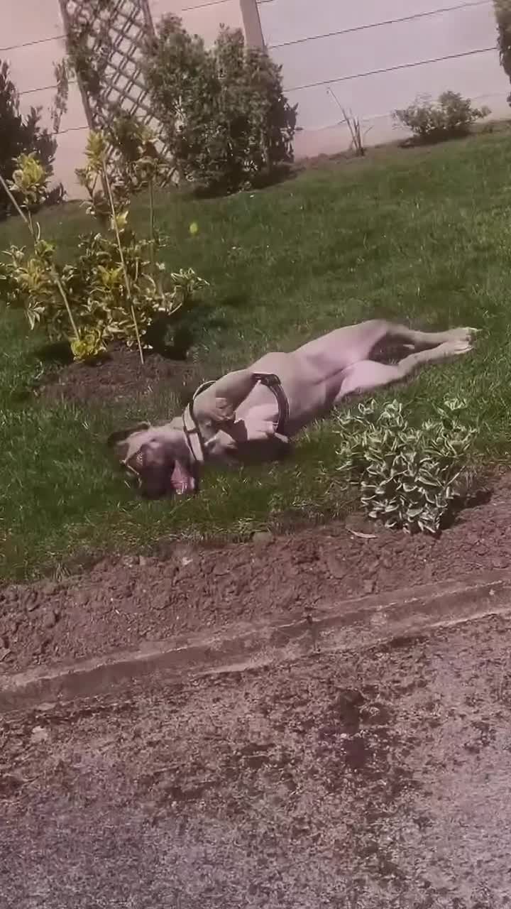Mixed Breed dogs for sale: Nova <3 - Video 1