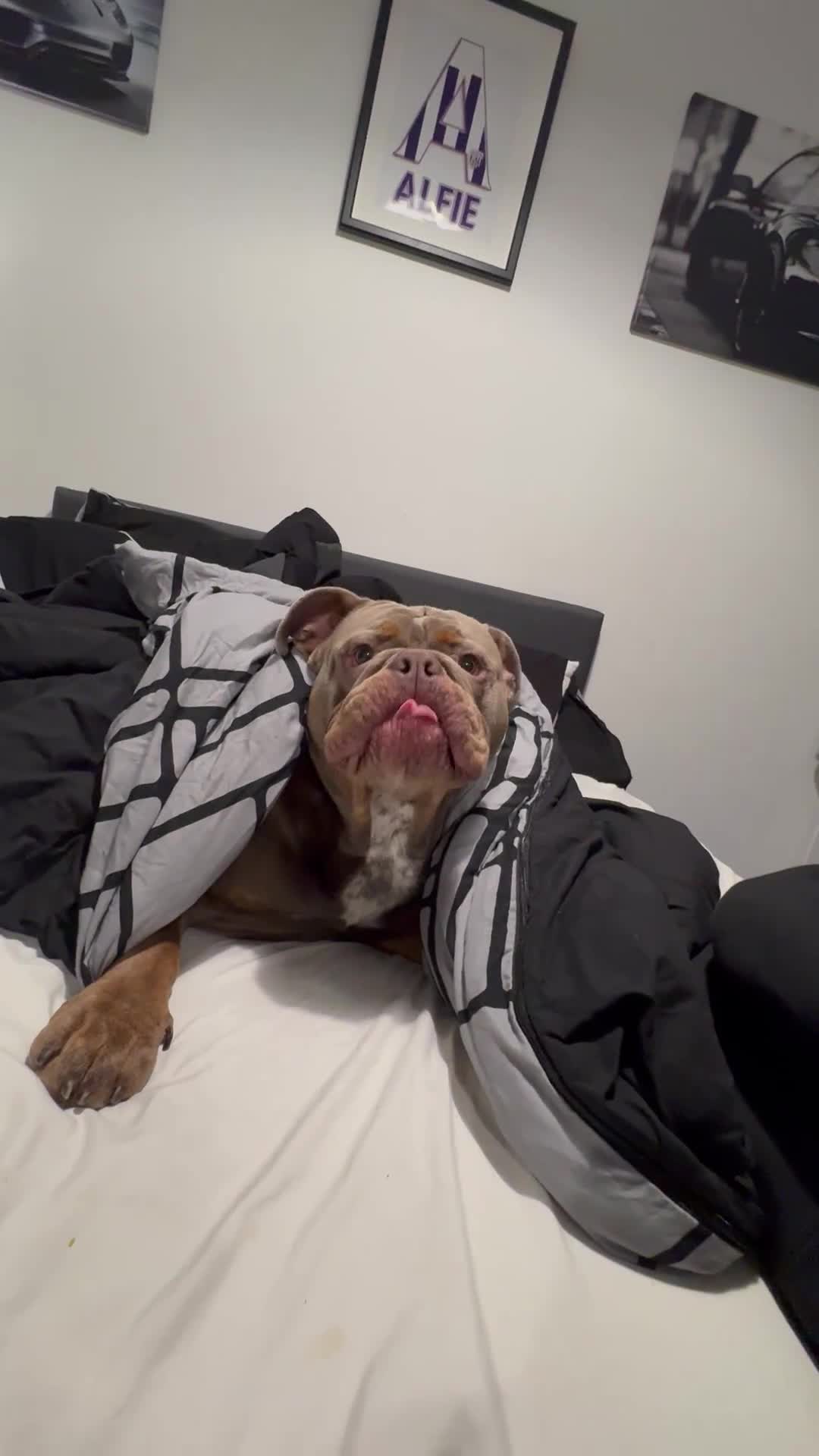 Olde English Bulldogge dogs for sale: Olde tyme English bulldog - Video 1