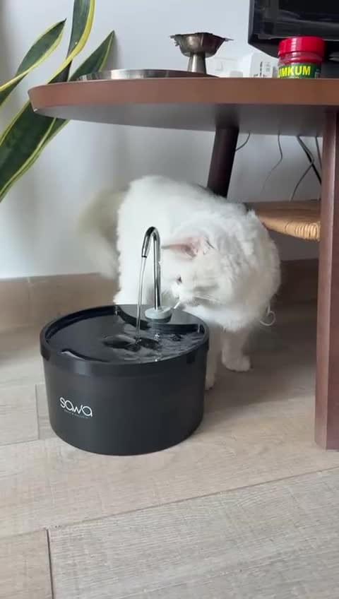 Mixed Breed cats for adoption: FLUFF - FUN AFFECTIONATE Happy MIX PERSIAN SPAYED - Video 3